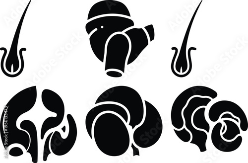 Medical Icons: Hair Follicle Joint and Brain Lobes Set