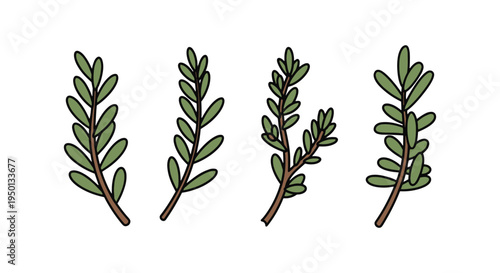 Winter Savory Line art vector soft abstract modern illustration
