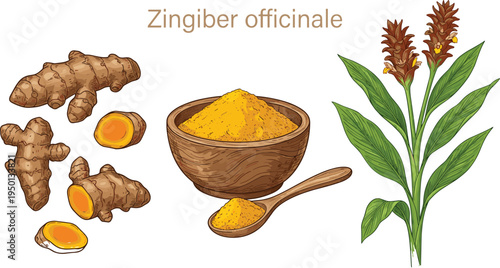 Ginger root and turmeric powder in wooden bowl with plant illustration, zingiber officinale botanical drawing, organic spice and herbal medicine, healthy seasoning.