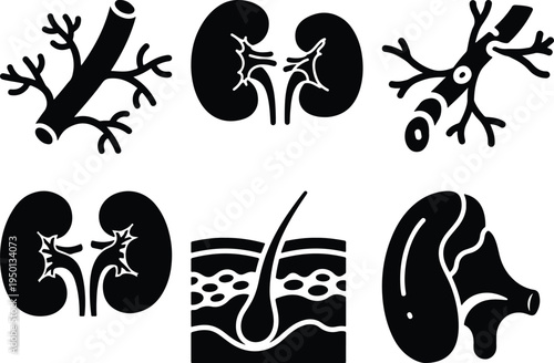Medical Organ Icons Set: Kidneys Skin Hair Follicle Blood Vessel Ear Anatomy