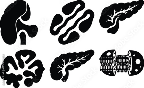 Set of Human Endocrine Glands Icons: Pancreas Adrenal Kidney Pituitary Stock Icons