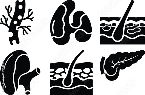 Six Medical Icons: Organs Skin Cross-section Blood Vessel Pancreas Kidney Adrenal Gland
