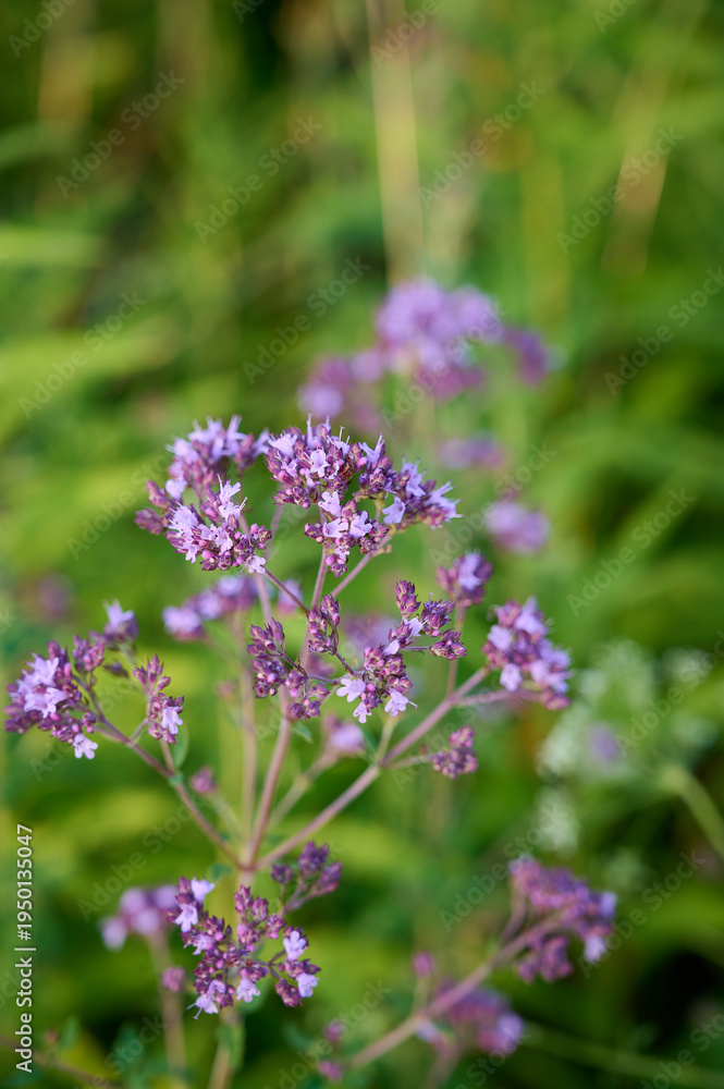 Fototapeta premium Close up view of pink of blooming oregano(Origanum vulgare).
