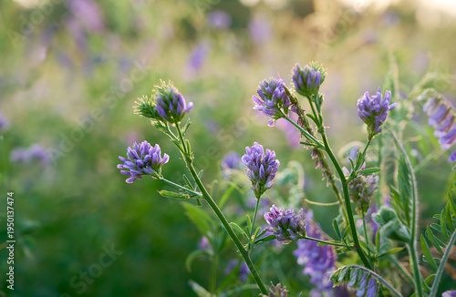 Flowering purple alfalfa (Medicago sativa) plant on green field.