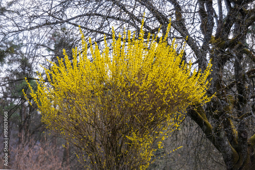 Forsythia intermedia, first color in garden in spring