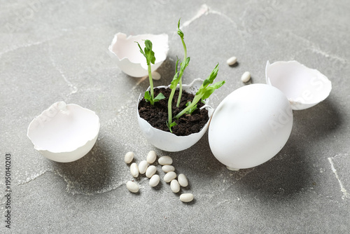 Egg shell with seedlings an...