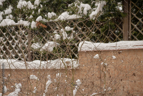 Snow covers plants and walls in a garden on a winter day during midday in a quiet neighborhood