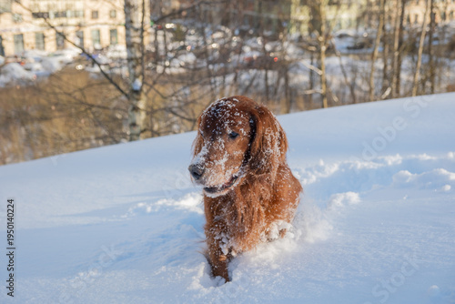 Dog plays in deep snow on a hillside near city buildings during winter daytime with sunlight shining on the snow