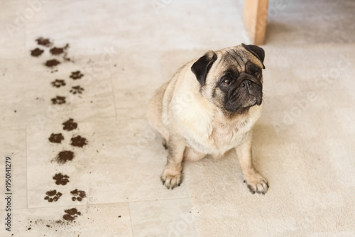 Pug dog with paw prints on ...