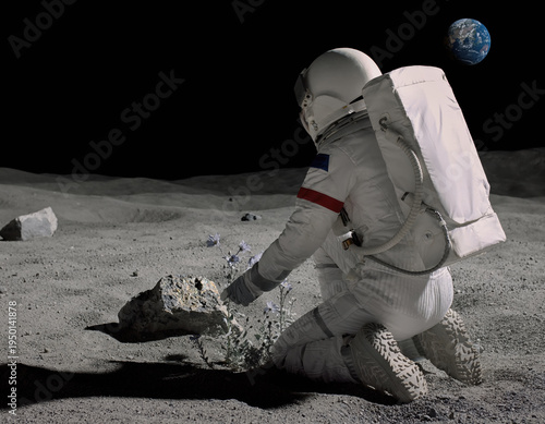 Curious astronaut in white space suit kneeling on gray moon surface picking imaginary flower creating ambiguity from back view with distant earth driving exploration