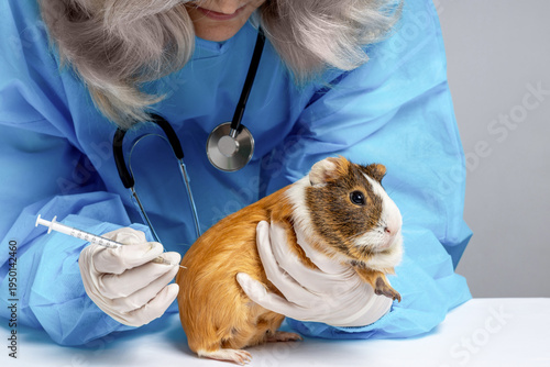 Veterinarian holding guinea pig and preparing injection, small pet medical care