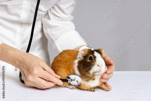 Veterinarian examining guinea pig with stethoscope, small pet health check