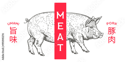 Detailed pig engraving, pork meat butcher style. Umami, Pork text on japanese. Traditional butcher shop pork meat branding, rustic pig emblem. Meat pig butcher symbol. Vector Illustration