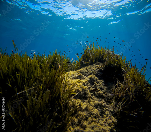 Bild auf Leinwand seagrass meadow
