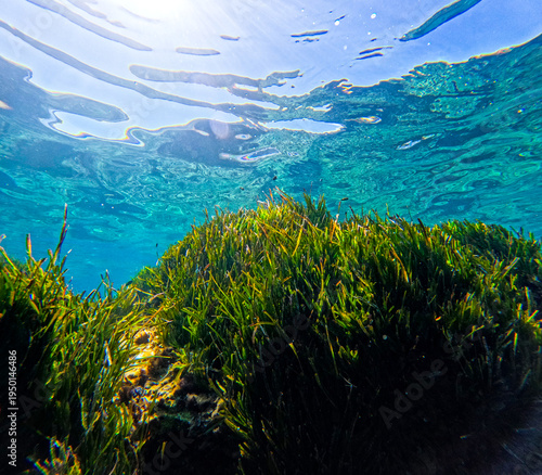 Photos seagrass meadow