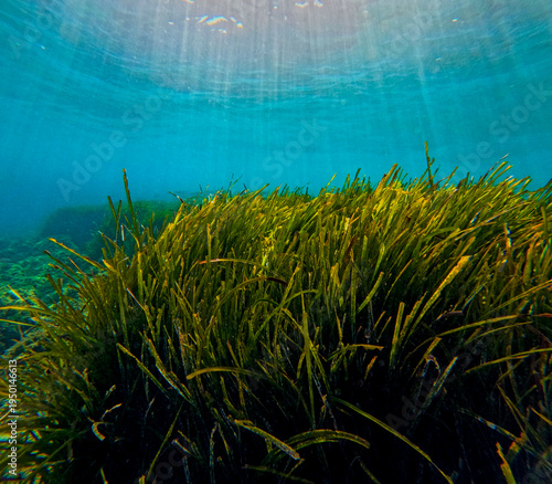 seagrass meadow