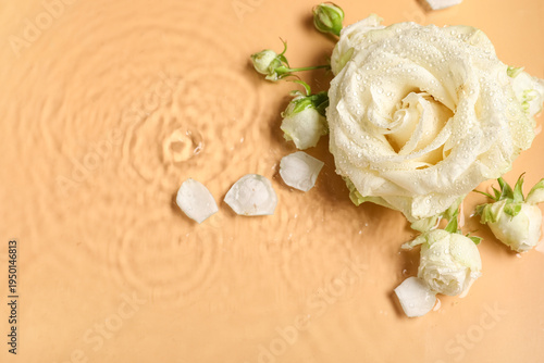 Composition with beautiful white rose flowers in water on orange background