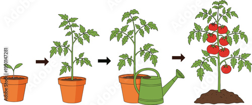 Growth stages of tomato plant from seedling in pot to mature vegetable bush with red ripe fruit and watering can