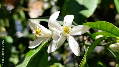 Bitter orange: a hybrid citrus tree, its botanical name is Citrus aurantium.