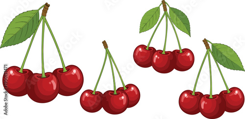 Fresh cherry fruit clusters with green leaves. Sweet red cherries illustration set. Organic summer berry icons for food, dessert, grocery and healthy diet design.