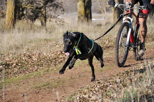 Man running with his dog on a mountain bike during a canicross race