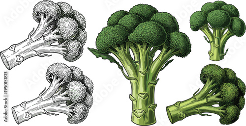 Broccoli vegetable illustration set with whole heads and outline drawings. Fresh green broccoli collection. Organic farm vegetable for healthy food, cooking and nutrition design.