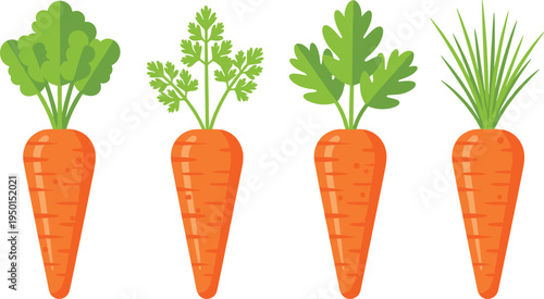 Carrot vegetable collection with different leaf styles. Fresh orange carrot illustrations with green tops. Organic farm vegetables isolated for healthy food and agriculture design.