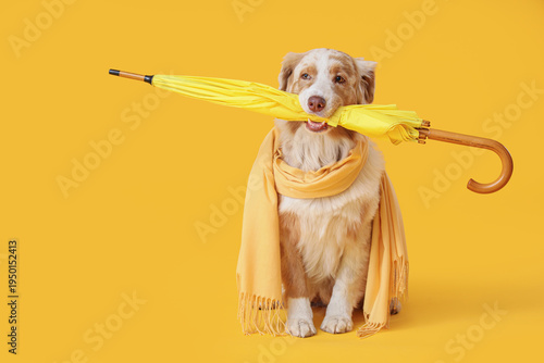 Cute Australian Shepherd do...