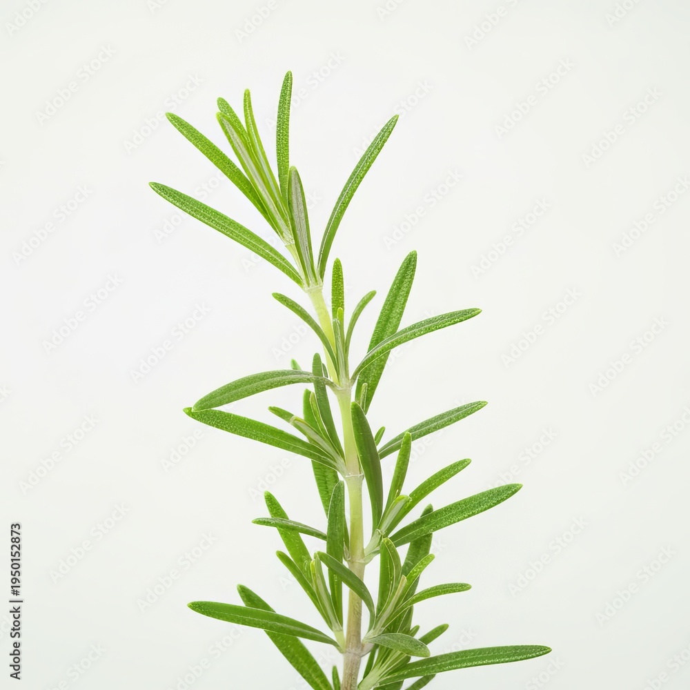 Obraz premium Close Up and Detailed Macro Shot of Isolated Vibrant Green Rosemary Sprig on a Wooden Table Surface