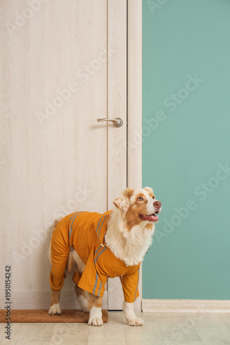 Cute Australian Shepherd do...