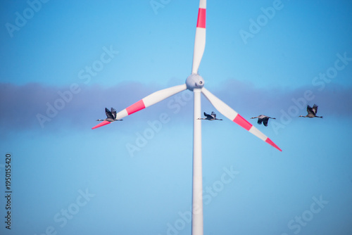 Fotografie Kraniche im Flug vor Windkraftanlage – Vogelzug und erneuerbare Energie