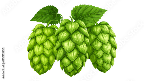 Hop Cones and Leaves Illustration Beer Brewing Ingredient Botanical Vector on Black Background