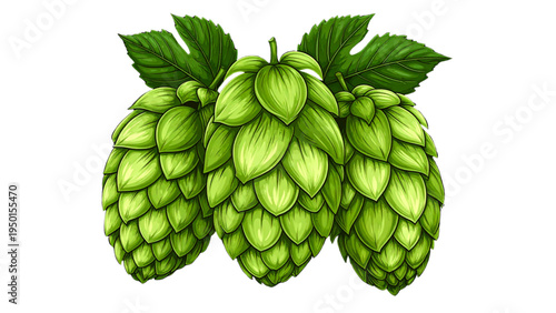 Hop Cones and Leaves Illustration Beer Brewing Ingredient Botanical Vector on Black Background