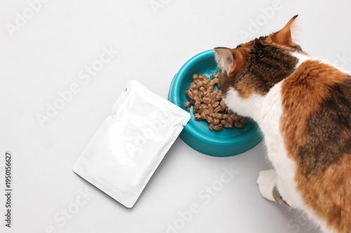 Foto Domestic cat eating liquid food from a bowl on a gray background