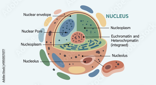 Detailed diagram of a eukaryotic cell nucleus showing its main components and internal structures.