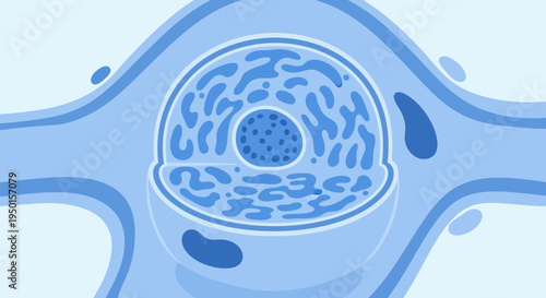 Stylized blue biological cell with nucleus and cytoplasm in a fluid environment, representing cellular structure and function.