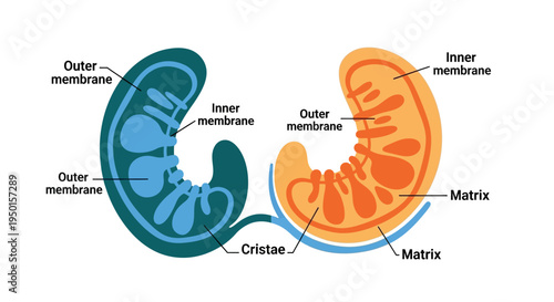 Diagram illustrating the detailed internal structure of two mitochondria with labeled components like outer membrane, inner membrane, cristae, and matrix.