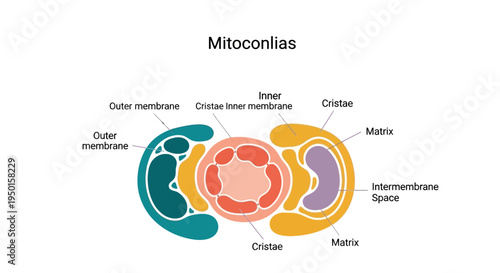 Detailed diagram illustrating the internal structure and components of mitochondria with labeled parts.