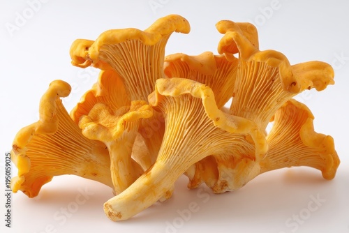 Fresh orange chanterelles arranged for product photography