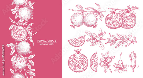 Botanical Pomegranate Vector Illustration Set Featuring Hand-Drawn Fruit, Blossoms, and Branches in Vintage Engraving Style for Natural Designs