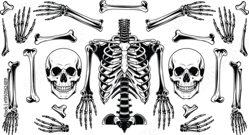 Human skeleton bones set cad drawing flat vector illustration with skull, rib cage, spine, hand, and leg bones isolated on white.