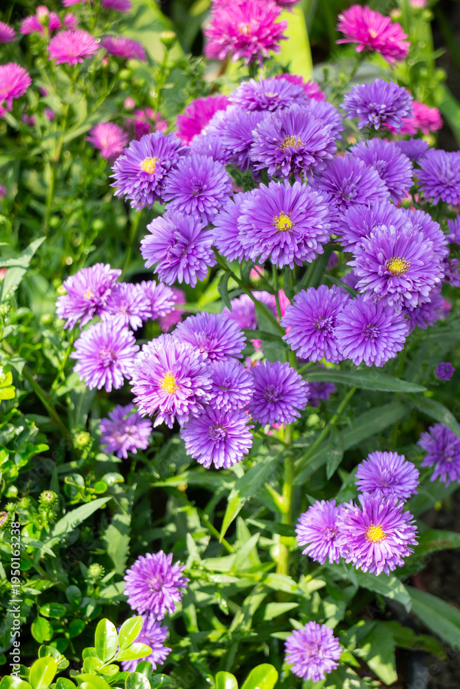Obraz premium Garden with flowerbed and colorful tropical plants