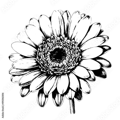 Hand-drawn black and white floral illustration of a beautiful daisy, meticulously sketched to bring natural elegance to your adobe stock projects and creative designs
