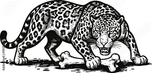 Angry leopard crouching over large bone with aggressive posture and fierce expression