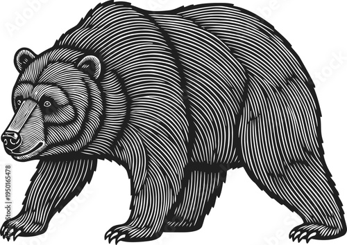Grizzly bear illustration with detailed line art style, wild animal standing alert in nature