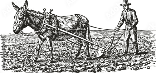 Farmer plowing rocky field with mule and traditional hand plow in vintage agricultural scene