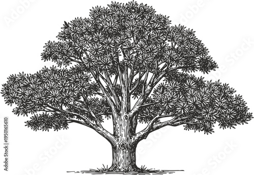 Large detailed tree with dense foliage and spreading branches in black and white sketch
