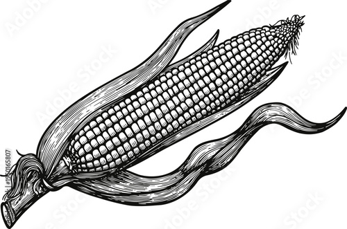 Detailed vintage illustration of an ear of corn with husk partially peeled back