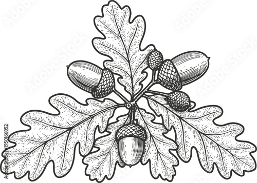 Detailed oak leaves and acorns illustration botanical vintage branch with nuts and foliage drawing