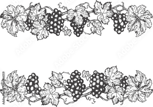Vintage grapevine border with clusters of grapes and leaves in black and white ink drawing